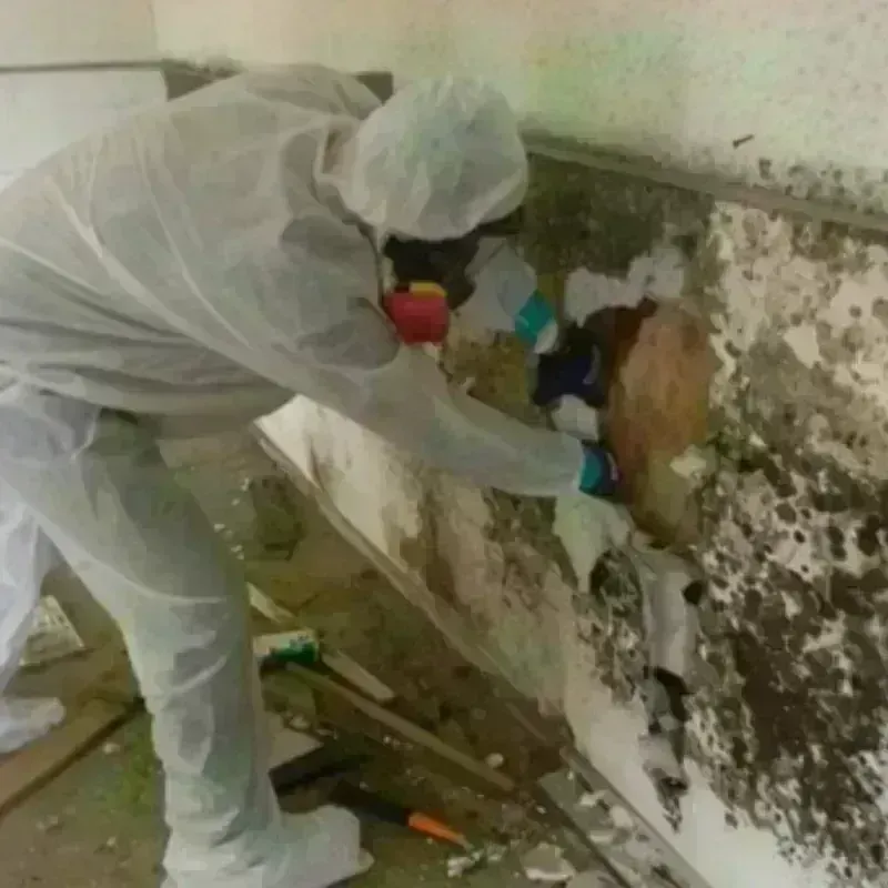 Mold Remediation and Removal in New Castle, IN